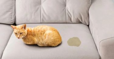 Understanding and Managing Your Cat’s Urine-Marking