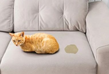 Understanding and Managing Your Cat’s Urine-Marking