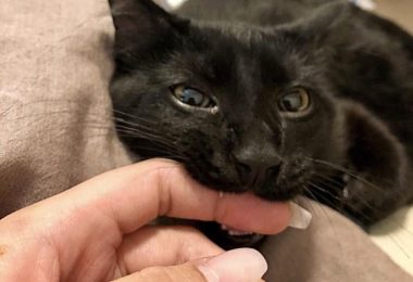 Why Does My Cat Bite or Nip at Me?